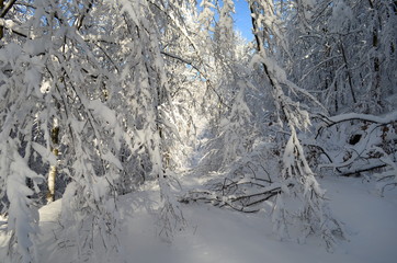 Trees covered with hoarfrost and snow in mountains