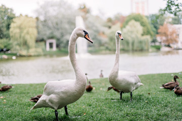 Fototapeta premium A loving couple of white swans walk on the lake among the ducks.