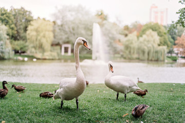 A loving couple of white swans walk on the lake among the ducks.
