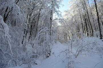 Fototapeta premium Trees covered with hoarfrost and snow in mountains