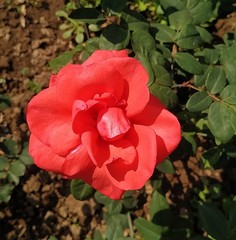 Beautiful Red Flower with green Leafs  