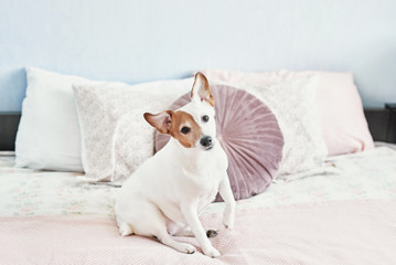 Dog Jack Russell Terrier on bed. Happy home atmosphere mood. Petfriendly (dogfriendly) hotel. Dog sleeping on blanket in bed in bedroom. Funny dog lying in bed. Dog having relaxing time.Vet cliniс