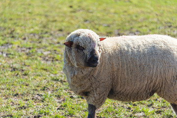 Obraz premium Sheep on a sunny day