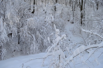 Trees covered with hoarfrost and snow in mountains