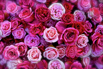 Red and pink roses display.