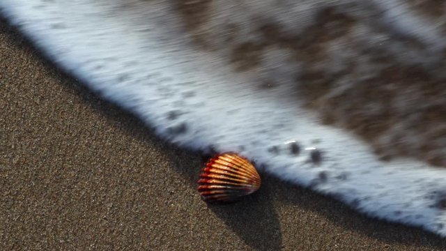 Video on the beach of Port Ginesta of the waves over a shell.