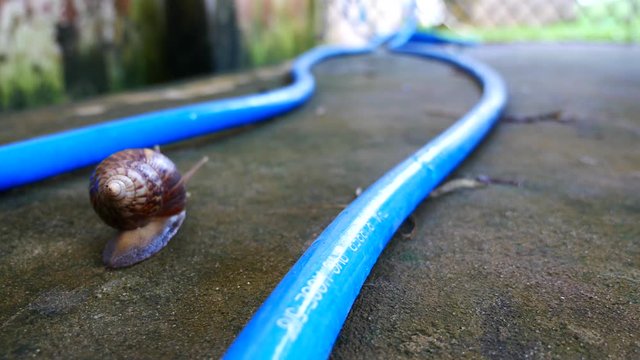 The Snail Crawling on Blue Track in The Garage