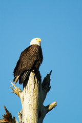 bald eagle on a dead tree with a background of blue sky