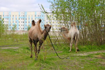 Two camels in the city of Nadym in the North of Western Siberia