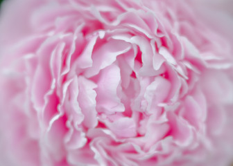 Peony photographed with specialty lens to produce soft creamy bokeh and a shallow depth of field.