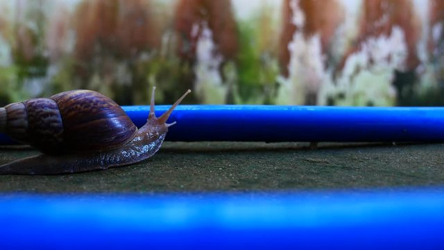 The Snail Crawling in Blue Track and Climbing across The Track