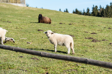 Obraz premium Sheep on a sunny day