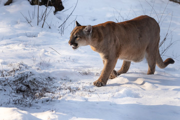 Puma in the snow, snowfall is coming. First snow. Coldly. Winter