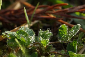 morning dew