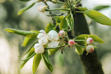 Flowering branches of apple trees in early spring. Flowers on a fruit tree in the garden. Spring season concept. Template for design. Copy space.