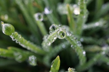 morning dew