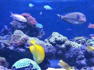 Obraz premium fishes of an aquarium a fairy tale