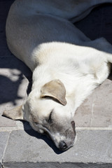 sleeping dog