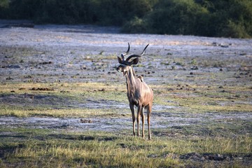 Naklejka na ściany i meble An isolated kudu antelope in Chobe National Park