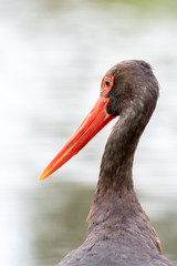 South African birds - A black stork - Ciconia nigra - with moving water in the background photographed at a wier in Kruger National Park in South Africa
