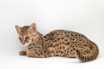 The asian leopard cat or Sunda leopard cat (Prionailurus bengalensis) Prionailurus javanensis isolated on white background © dwi