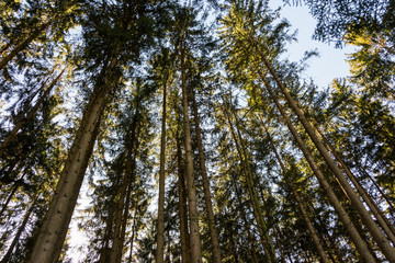 Fototapeta premium Low angle view of beech forest in springtime