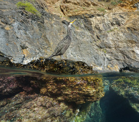 A cormorant bird on a rock on the seashore, split view over and under water surface, Mediterranean sea, Spain, Costa Brava, Catalonia, Cap de Creus