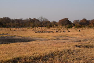 Fototapeta na wymiar A group of wildebeests in Chobe National Park