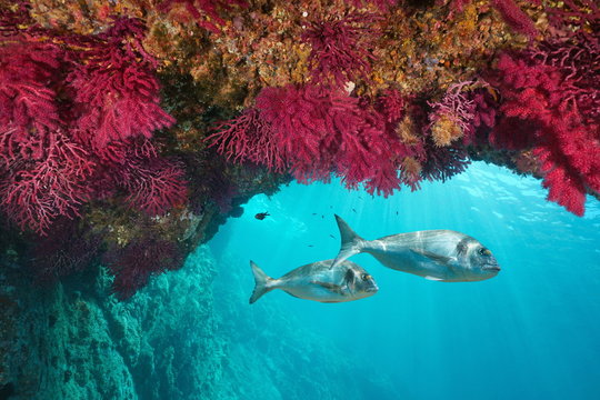 Mediterranean sea underwater marine life, colored soft coral with gilt-head bream fish, Cap de Creus, Costa Brava, Spain