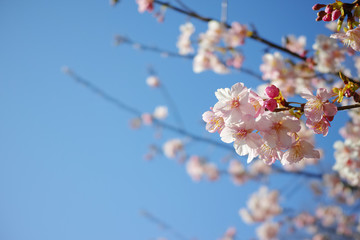 青空バックに咲き始めた河津桜の花と蕾