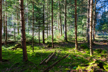 Mossy green forest