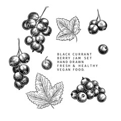 Hand drawn black currant branch, leaf and berry. Engraved vector illustration. Blackberry agriculture plant. Summer harvest, jam or mamalade vegan ingredient. Menu, package, cosmetic and food design..
