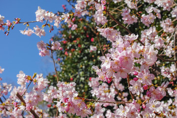 Naklejka premium 青空バックに咲き始めた河津桜の花