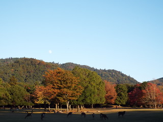 Fototapeta na wymiar Deer in a park in Nara in Japan