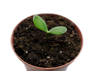 A young green plant grows in a flower pot with soil. Growing young seedlings. Sowing plants at home.Isolate on white background