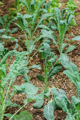 young kale plant in the garden