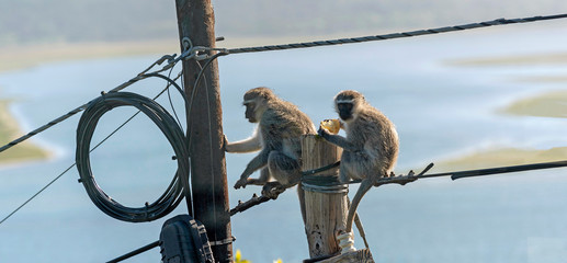 Hermanus, Western Cape, South Africa. Dec 2019.  Two Vervet monkeys eating  and playing near an...