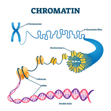 Chromation biological diagram vector illustration