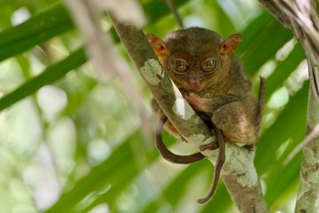 Sleepy tarsier with half closed eyes and long tail, small primate, on branch in nature, Bohol, Philippines