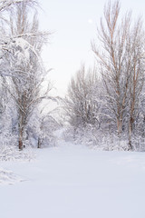 winter landscape, a lot of snow