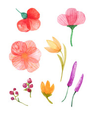 set of watercolor yellows and reds flowers isolated white background