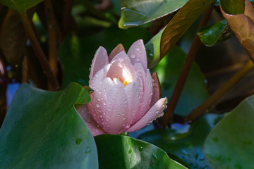 Delicate bud pink water lily or lotus flower Marliacea Rosea opened early in morning in garden pond. Petals of Nymphaea covered with raindrops. Flower landscape for nature wallpaper