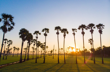 Paddy green rice plantation field with sugar palm morning sunrise