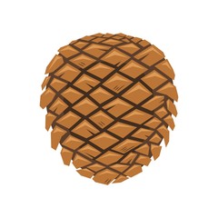 Pine cone on white background, vector illustration