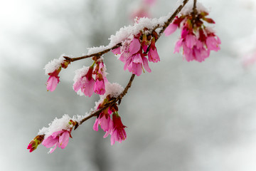 Japanese cherry blossoms covered in snow