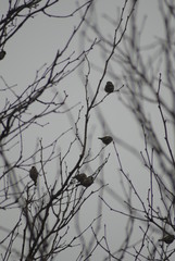 Pájaros posados en ramas