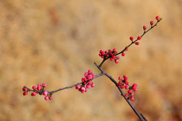Flowering plum flowers