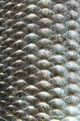 Fish scales skin textured pattern photo. Macro view Crucian carp Carassius scaly with Lateral line. Selective focus, shallow depth field. © besjunior