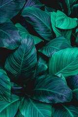 Fototapeta premium leaves of Spathiphyllum cannifolium, abstract green texture, nature background, tropical leaf