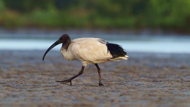 Australian Ibis  - Threskiornis moluccus black and white ibis from Australia looking for crabs during low tide. Flock of Light-blue Soldier Crabs (Mictyris longicarpus) retreats before hunting ibis.